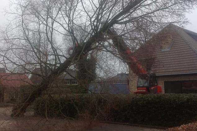 rooien, kappen van bomen in Stevensbeek